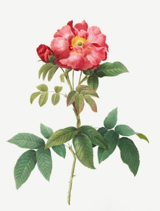 Picture of BLUISH LEAVED PROVINS ROSE, ROSA GALLICA CAERULEA