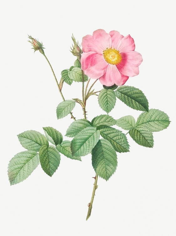 Picture of SINGLE FLOWERED CABBAGE ROSE, ROSA CENTIFOLIA SIMPLEX