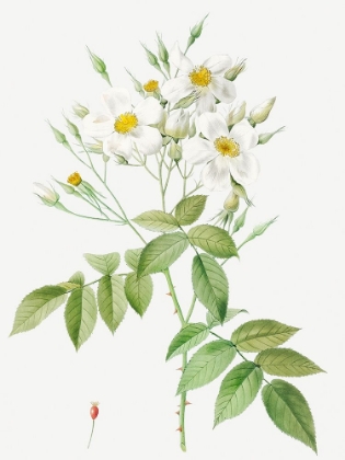 Picture of MUSK ROSE, ROSA MOSCHATA
