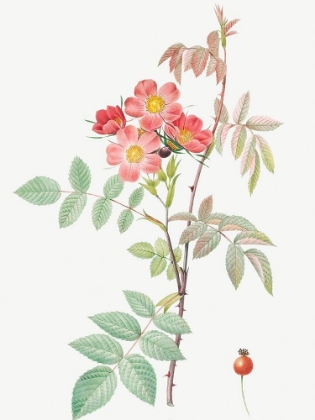 Picture of REDLEAF ROSE, ROSEBUSH WITH REDDISH LEAVES, ROSA RUBRIFOLIA