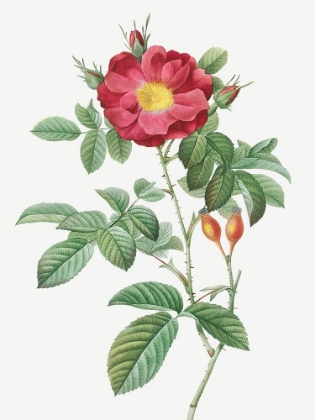 Picture of RED PORTLAND ROSE, ROSA DAMASCENA COCCINEA