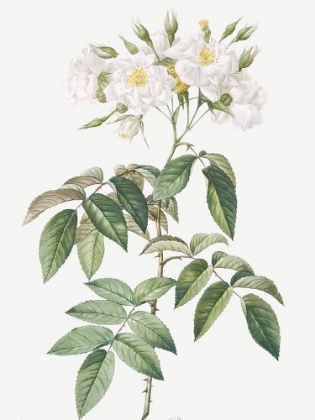 Picture of MUSK ROSE, ROSA MOSCHATA FLORE SEMI PLENO
