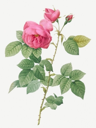 Picture of BOURBON ROSE, ROSA CANINA BURBONIANA