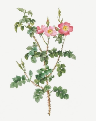 Picture of PRICKLY SWEET BRIAR ROSE WITH DUSTY PINK FLOWERS, ROSA RUBIGINOSA ACULEATISSIMA