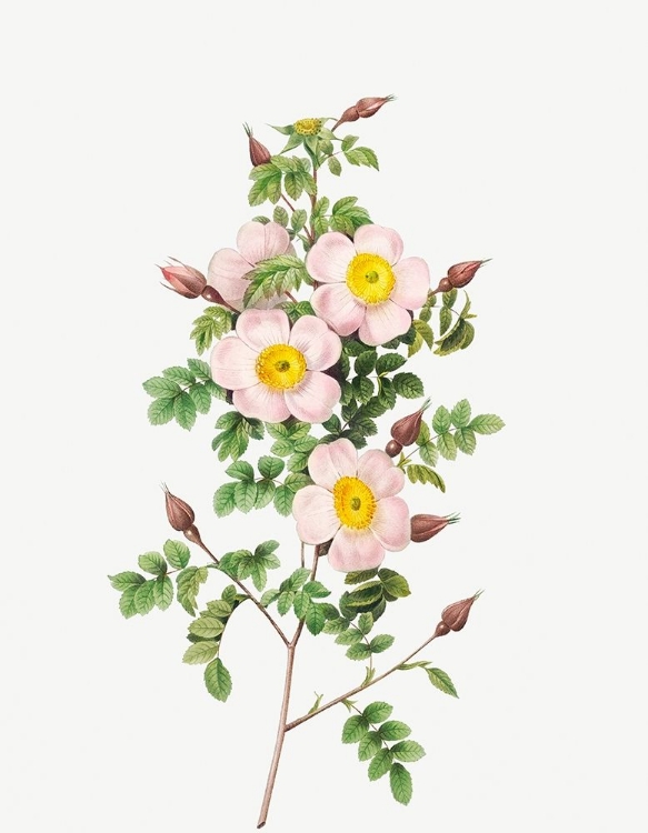 Picture of ROSA PIMPINELLIFOLIA, BURNET ROSE, ROSA PIMPINELLI-FOLIA INERMIS