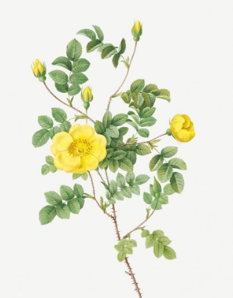 Picture of SWEETBRIAR ROSE, EGLANTINE ROSE, ROSA EGLANTERIA LUTEOLA