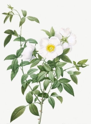 Picture of CHEROKEE ROSE, WHITE ROSE OF SNOW, ROSA NIVEA