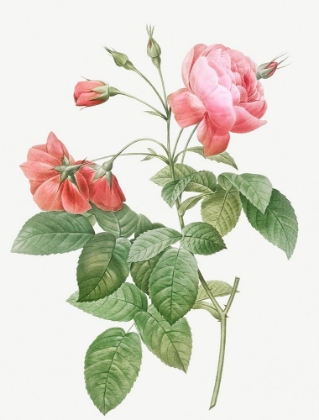 Picture of BOURSAULT ROSE, ROSEBUSH WITH LEANING BUTTONS WITH SEMI-DOUBLE FLOWERS