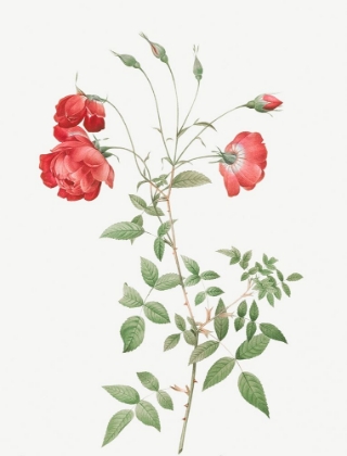 Picture of RED ROSE, BENGAL IN BOUQUET, ROSA INDICA SERTULATA