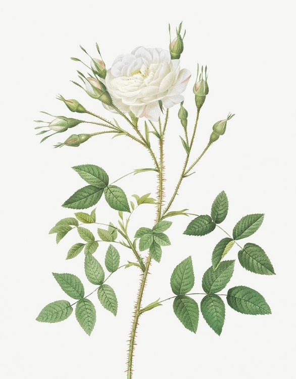 Picture of ROSE OF ROSENBERG, ROSA ROSENBERGIANA