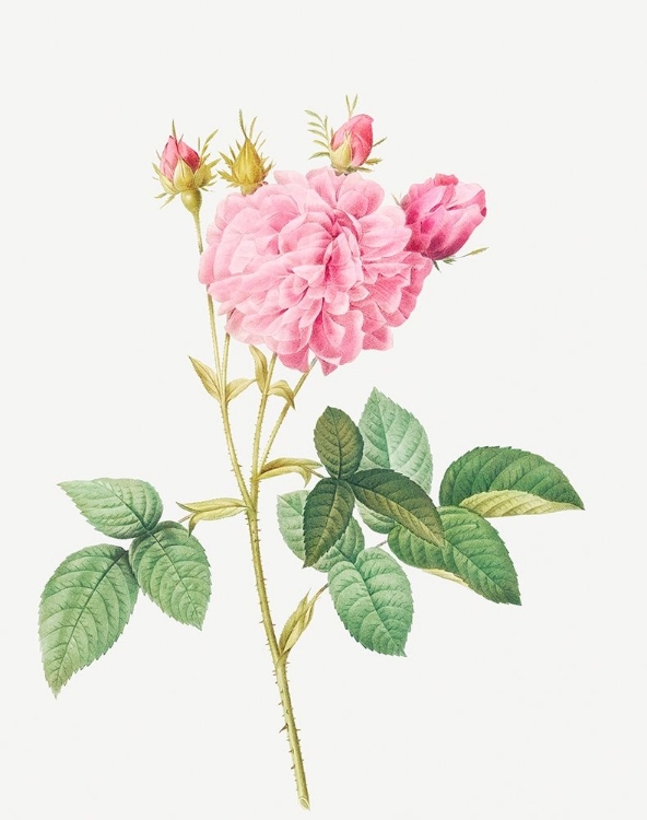 Picture of AGATHA ROSE, ROSA GALLICA AGATHA