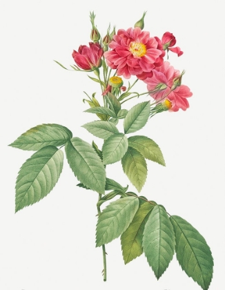 Picture of BOURSAULT ROSE, RAMBLING ROSE, ROSA LHERITIERANEA