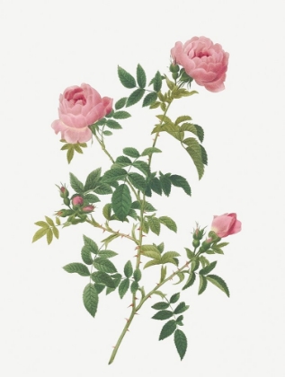 Picture of HUNDRED-PETALLED ENGLISH ROSE, ROSE OF THE HEDGES WITH SEMI-DOUBLE FLOWERS