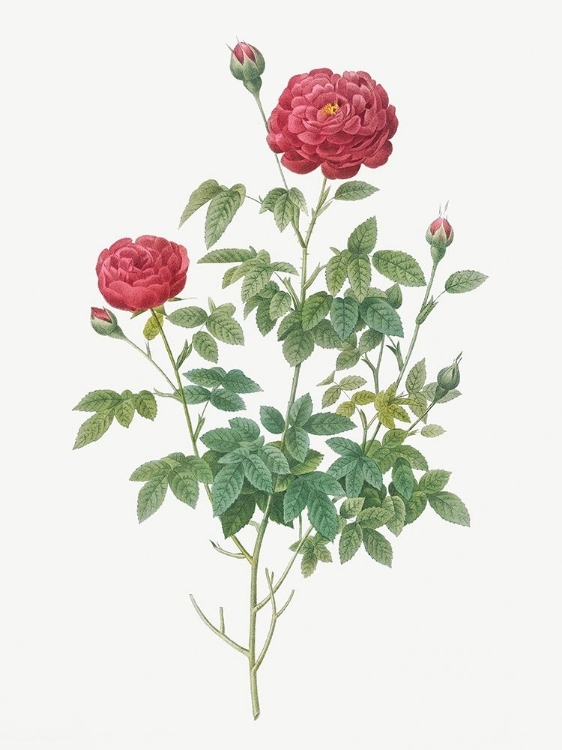 Picture of BURGUNDY CABBAGE ROSE, POMPON OF BURGUNDY, ROSA POMPONIA BURGUNDIACA