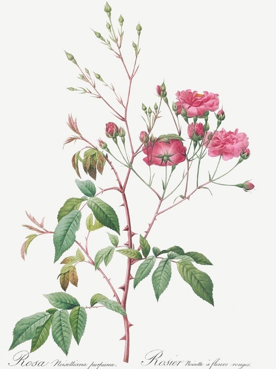 Picture of PINK NOISETTE, ROSA NOISETTIANA PURPUREA