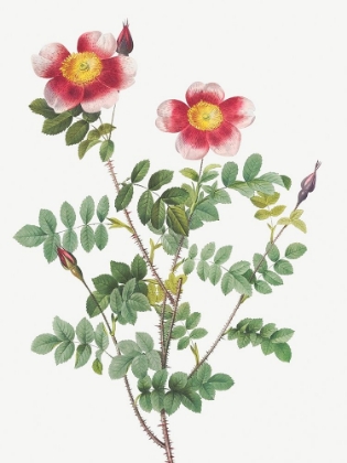 Picture of BURNET ROSE, ROSA PIMPINELLIFOLIA FLORE VARIEGATO