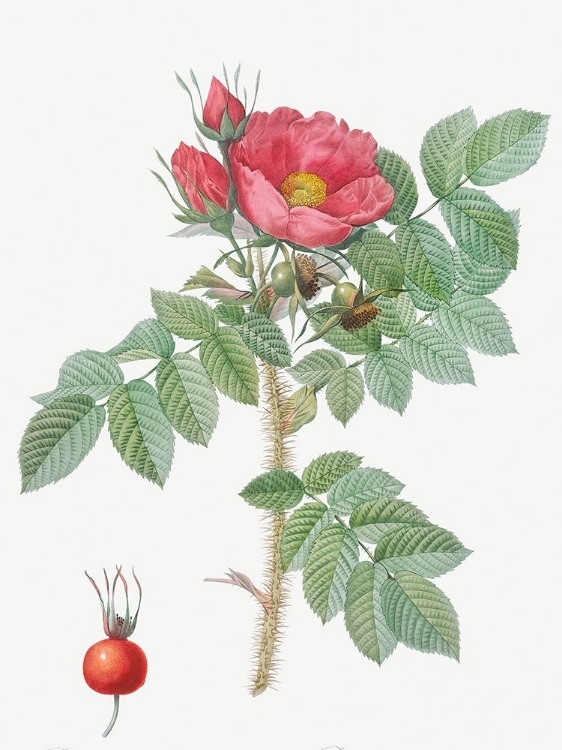 Picture of KAMTSCHATKA ROSE, ROSA KAMTSCHATICA