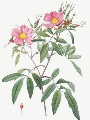 Picture of SWAMP ROSE, HUDSON ROSE WITH WILLOW LEAVES, ROSA HUDSONIANA SALICIFOLIA