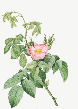 Picture of THE APPLE ROSE, SPANISH ROSEHIP ROSE, ROSA VILLOSA