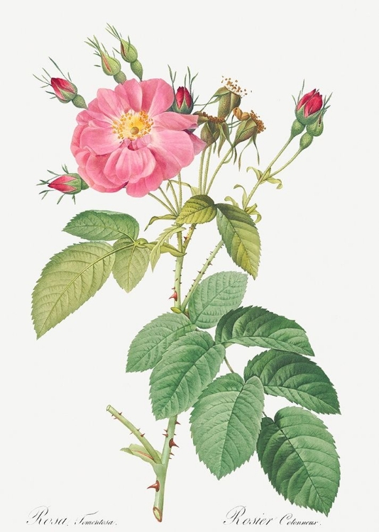 Picture of HARSH DOWNY ROSE, COTTON ROSE, ROSA TOMENTOSA