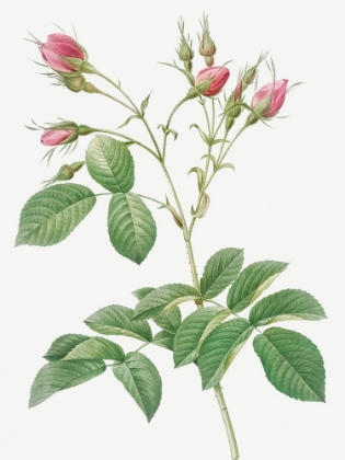 Picture of EVRATS ROSE WITH CRIMSON BUDS, ROSA EVRATINA