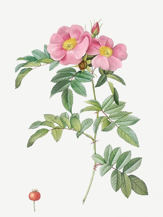 Picture of ROSA LUCIDA, SHINING ROSE