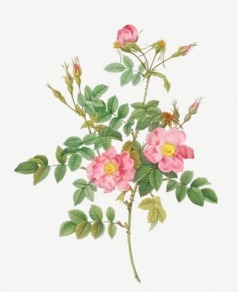 Picture of SWEET BRIAR, RUSTY ROSE WITH SEMI-DOUBLE FLOWERS, ROSA RUBIGINOSA FLORE SEMI-PLENO