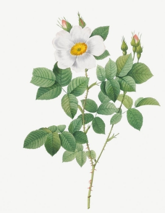 Picture of TWIN FLOWERED WHITE ROSE, ROSEBUSH WITH GEMINATE FLOWERS, ROSA GEMINATA