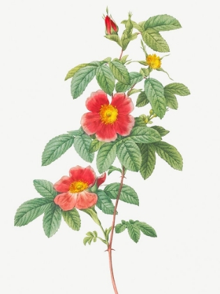 Picture of ROSA MAJALIS, SINGLE MAY ROSE, ROSA CINNAMOMEA FLORE SIMPLICI