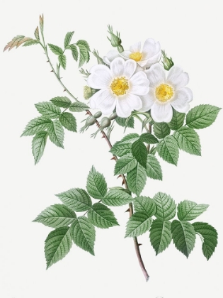 Picture of SHORT STYLED ROSE WITH YELLOW AND WHITE FLOWERS, ROSA BREVISTYLA LEUCOCHROA