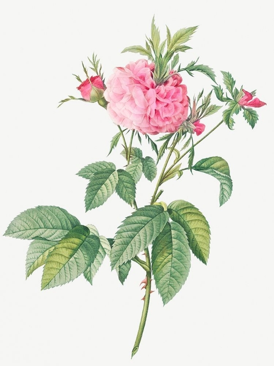 Picture of AGATHA ROSE, ROSA GALLICA AGATHA