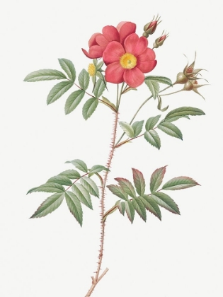 Picture of RED LEAVED ROSE, ROSE TREE WITH RED STEMS AND SPINES, ROSA REDUTEA GLAUCA