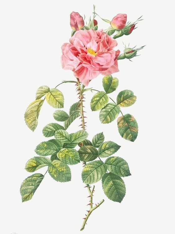 Picture of FOUR SEASONS ROSE, ROSA BIFERA VARIEGATA