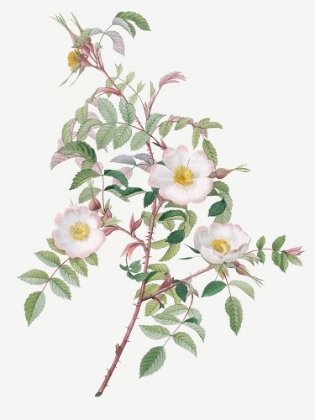 Picture of ROSA REDUCTEA GLAUCA, REDDISH ROSEBUSH