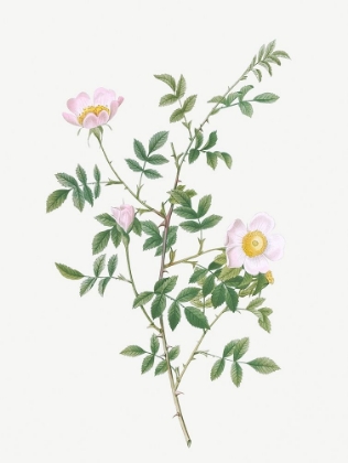 Picture of PINK HEDGE ROSE, ROSA SEPIUM ROSEA