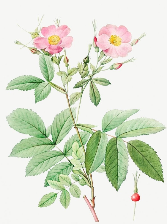 Picture of ALPINE ROSE, ALPINE ROSE WITH PENDUNCLE AND GLABOROUS CALYX