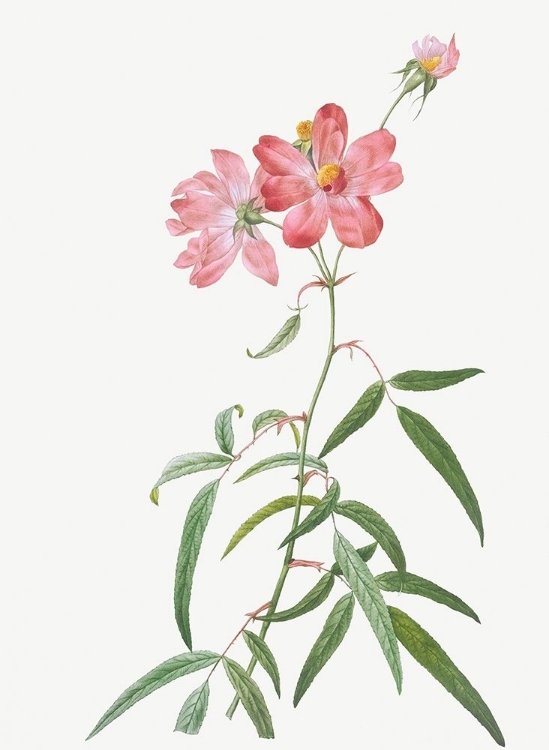 Picture of PEACH LEAFED ROSE, ROSA LONGIFOLIA