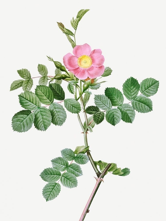 Picture of SWEET-BRIER ROSEBUSH, ROSA RUBIGINOSA CRETICA