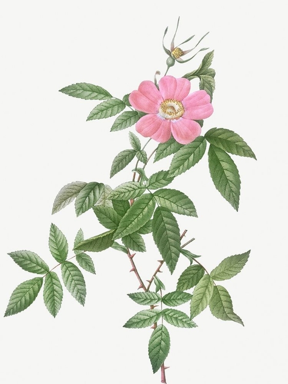 Picture of BOURSAULT ROSE, ROSA RECLINATA FLORE SIMPLICI