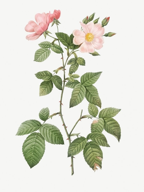 Picture of ROSA GLAUCA, ROSEBUSH WITH BRAMBLE LEAVES, ROSA RUBIFOLIA