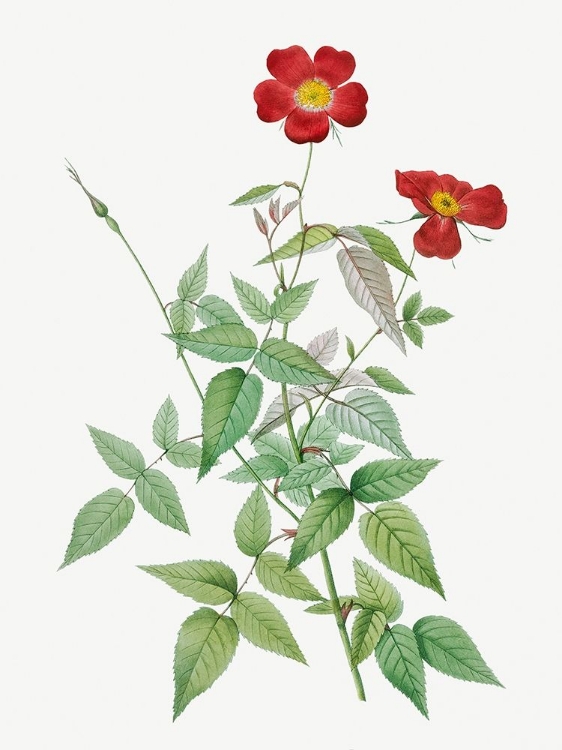 Picture of ROSE, ROSEBUSH, ROSA INDICA