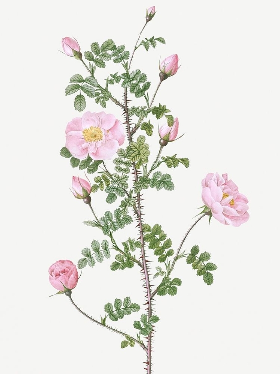 Picture of DOUBLE PINK SCOTCH BRIAR, RED PIMPLE ROSE, ROSA PIMPINELLIFOLIA RUBRA