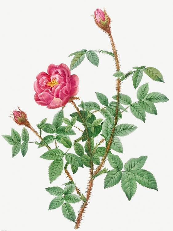 Picture of ANEMONE FLOWERED ROSE MUSCOSA, ROSA MUSCOSA ANEMONE FLORA