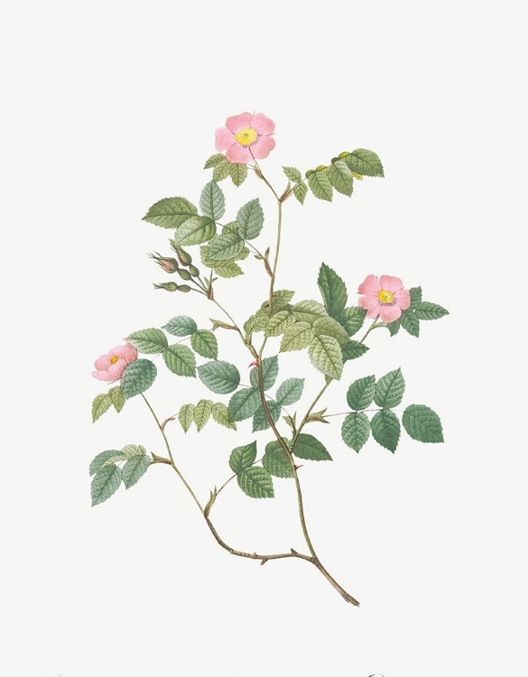 Picture of EGLANTINE, WILD ROSEHIPS, ROSA RUBIGINOSA NEMORALIS