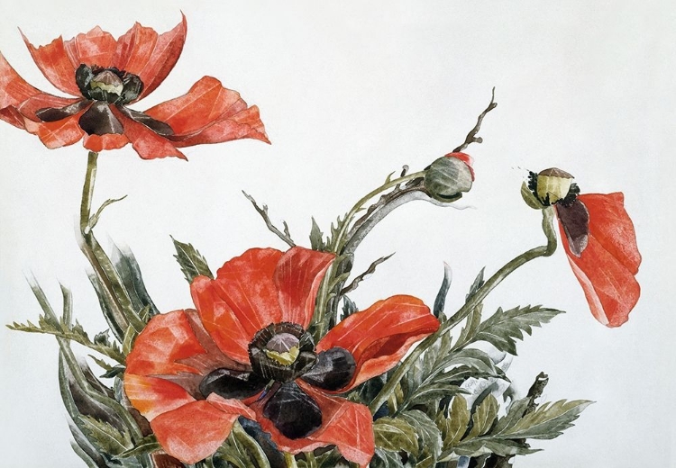 Picture of RED POPPIES