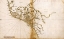 Picture of PORTUGUESE MAP OF THE LOW COUNTRIES 1630