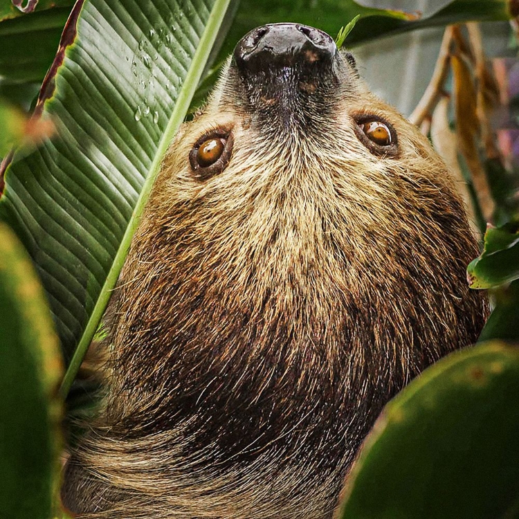 Picture of TWO-TOED SLOTH