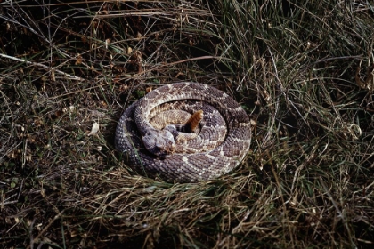 Picture of RATTLESNAKE IN BRUSH