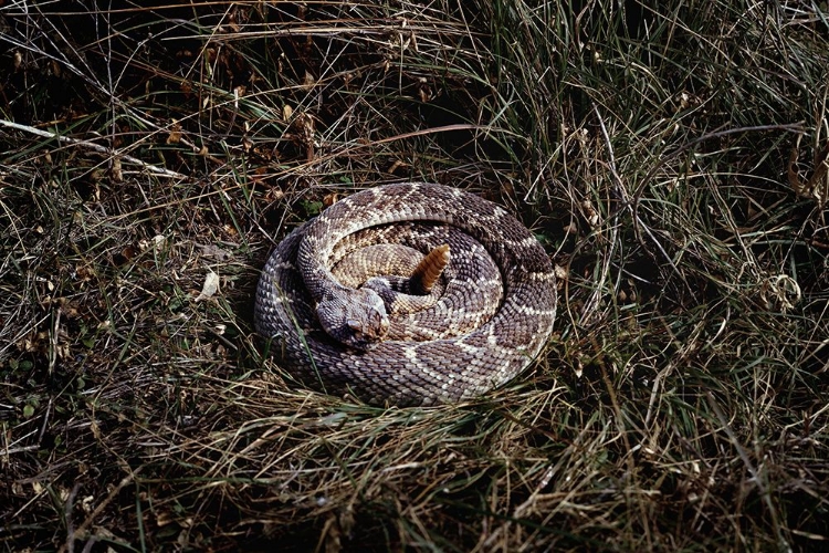 Picture of RATTLESNAKE IN BRUSH