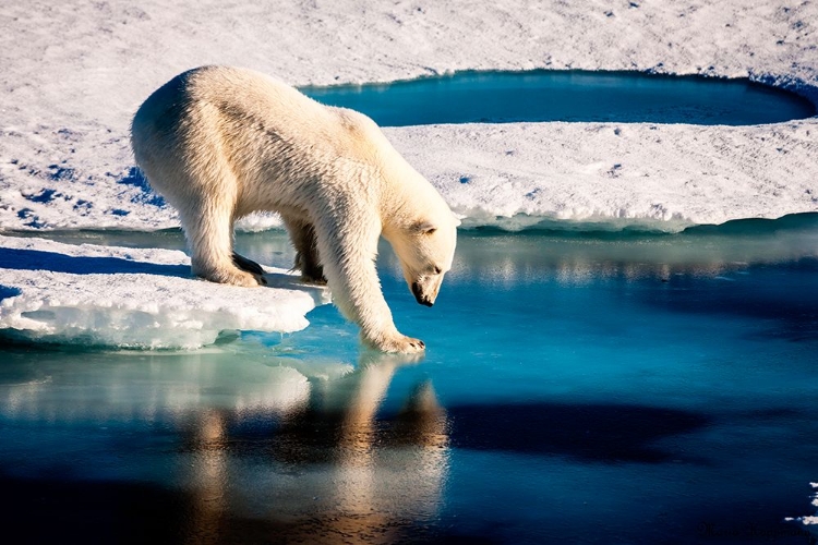 Picture of POLAR BEAR